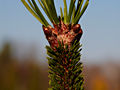 Pinus contorta Spans Dwarf IMG_1868 Sosna wydmowa